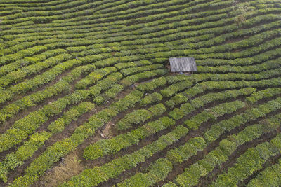 Aerial view of the remote nuogang dai village in lancang, yunnan - china