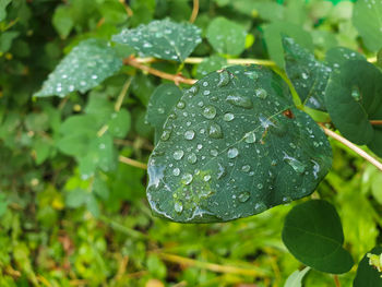 Close-up of raindrops on leaves