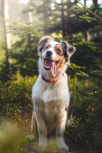 Candid portrait of an australian shepherd resting in a forest stand, watching with a realistic smile