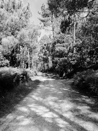 Road amidst trees in forest