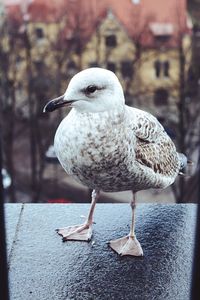 Close-up of bird perching on retaining wall