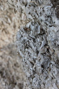 Full frame shot of a tree trunk