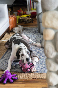 Large harlequin great dane dog laying on floor with many stuffed animal chew toys.