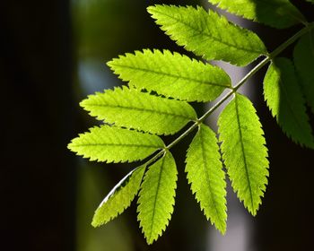 Close-up of green leaves