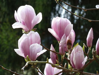 Close-up of pink flowers blooming outdoors