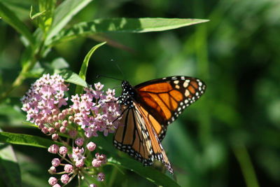 Close-up of butterfly pollinating on flower