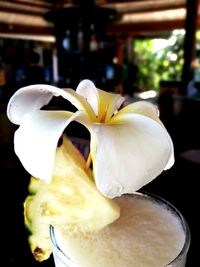 Close-up of white flower