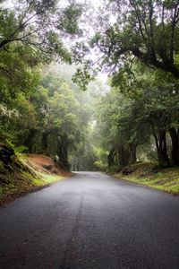 Road amidst trees in forest