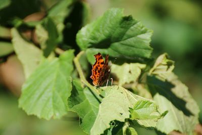 Close-up of insect on leaf