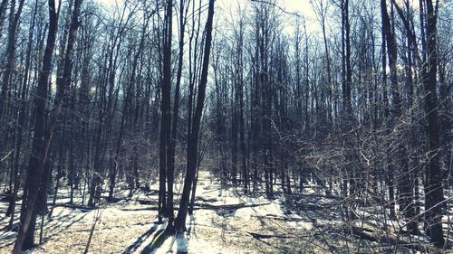 Trees in forest during winter