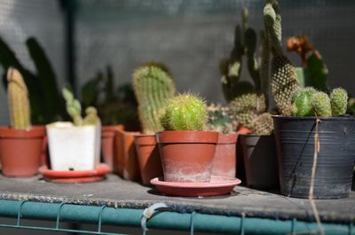 Close-up of potted plants on table cuctus