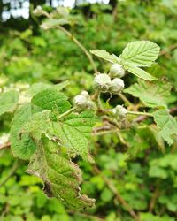 Close-up of fresh green plant