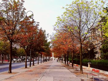 Narrow pathway along trees in park