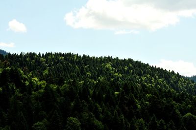 Scenic view of trees against sky