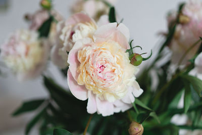 Bouquet white pink peonies flowers on a wooden background.