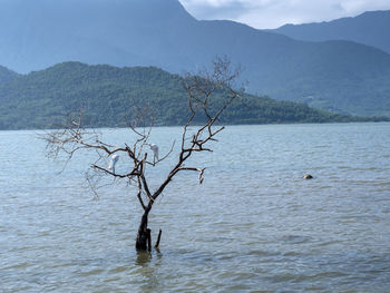 View of bird in lake against mountain range