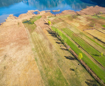 High angle view of agricultural field