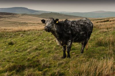 Horse standing in a field