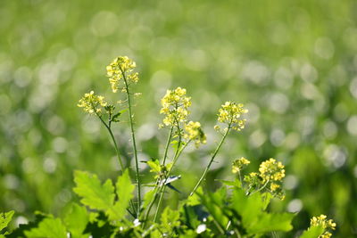 Close-up of yellow flowering plant on field