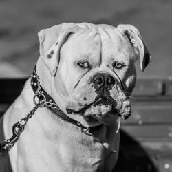 Close-up portrait of dog