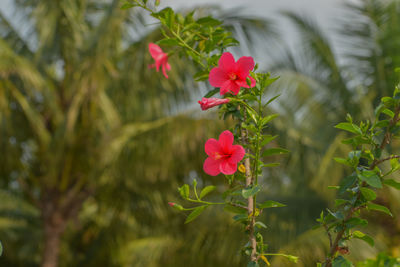 Close-up of pink flowering plant