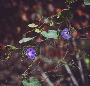Close-up of purple flowering plant against fence