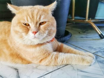 Portrait of cat lying on floor at home