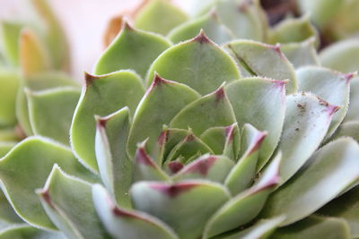 Close-up of succulent plant
