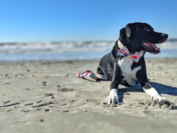 View of dog on beach