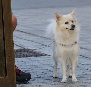 Dog standing on water