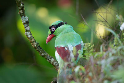 Close-up of bird perching on branch