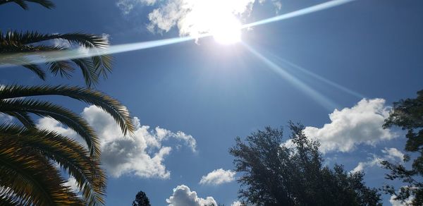 Low angle view of sunlight streaming through palm trees