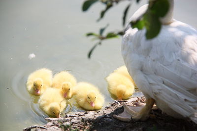 High angle view of ducks in lake