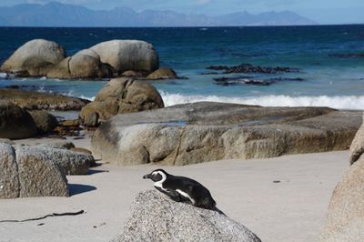 Penguin on rock at beach