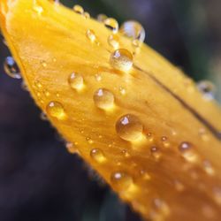 Close-up of yellow flower