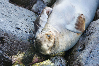 High angle view of sea lion resting on rock