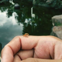 Close-up of insect on hand