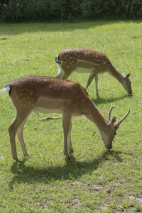 Deer grazing on field