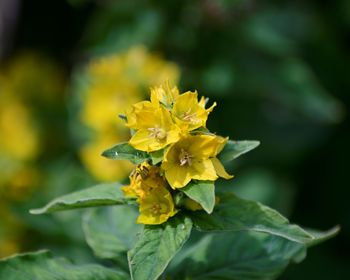 Close-up of yellow flowering plant