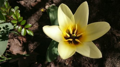 Close-up of white flower