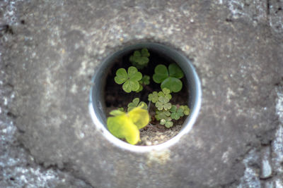 Close-up view of flower plant