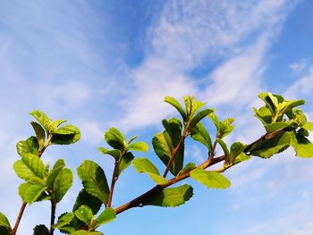 Low angle view of tree against sky