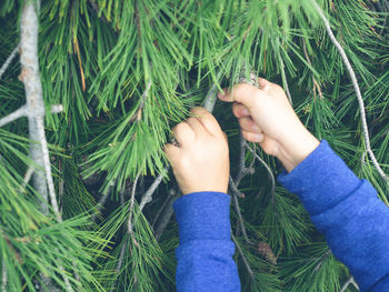 Cropped hands of child picking pine cones