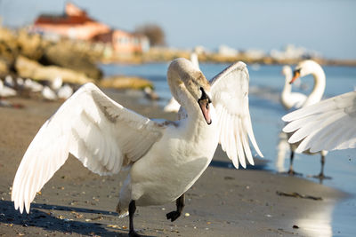 Close-up of swan flying over beach