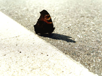 Close-up of a shell on the road