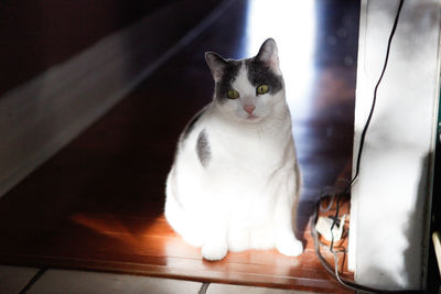 Cat sitting on floor at home