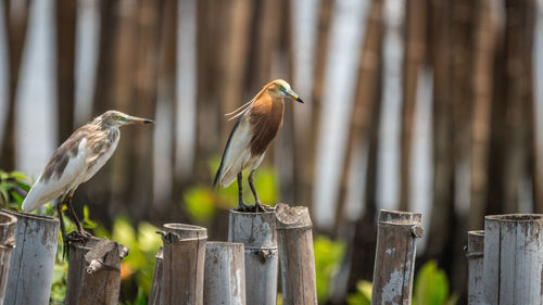 Bird perching on wooden post