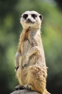 Portrait of meerkat sitting on rock