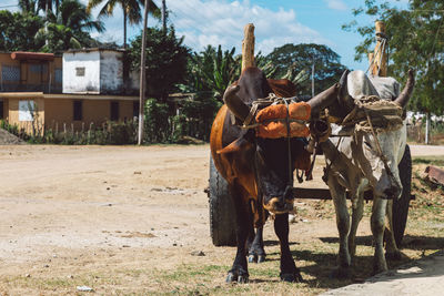 Horse cart on field