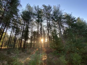 Low angle view of sunlight streaming through trees in forest